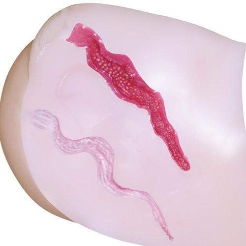 NPG - Nipporhban Shinsei Gokujyou Namagoshi Dual Layer Extreme Pleasure Hips Masturbator 5.4kg (Beige) Masturbator Vagina (Non Vibration) 4562160135832 CherryAffairs